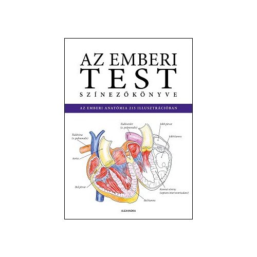 Az emberi test színezőkönyve - ISMERD MEG AZ EMBERI ANATÓMIÁT A SZÍNEZÉS RÉVÉN!