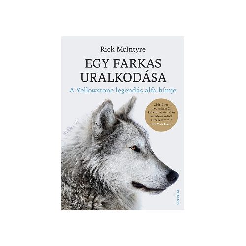 Egy farkas uralkodása - A Yellowstone legendás alfa-hímje